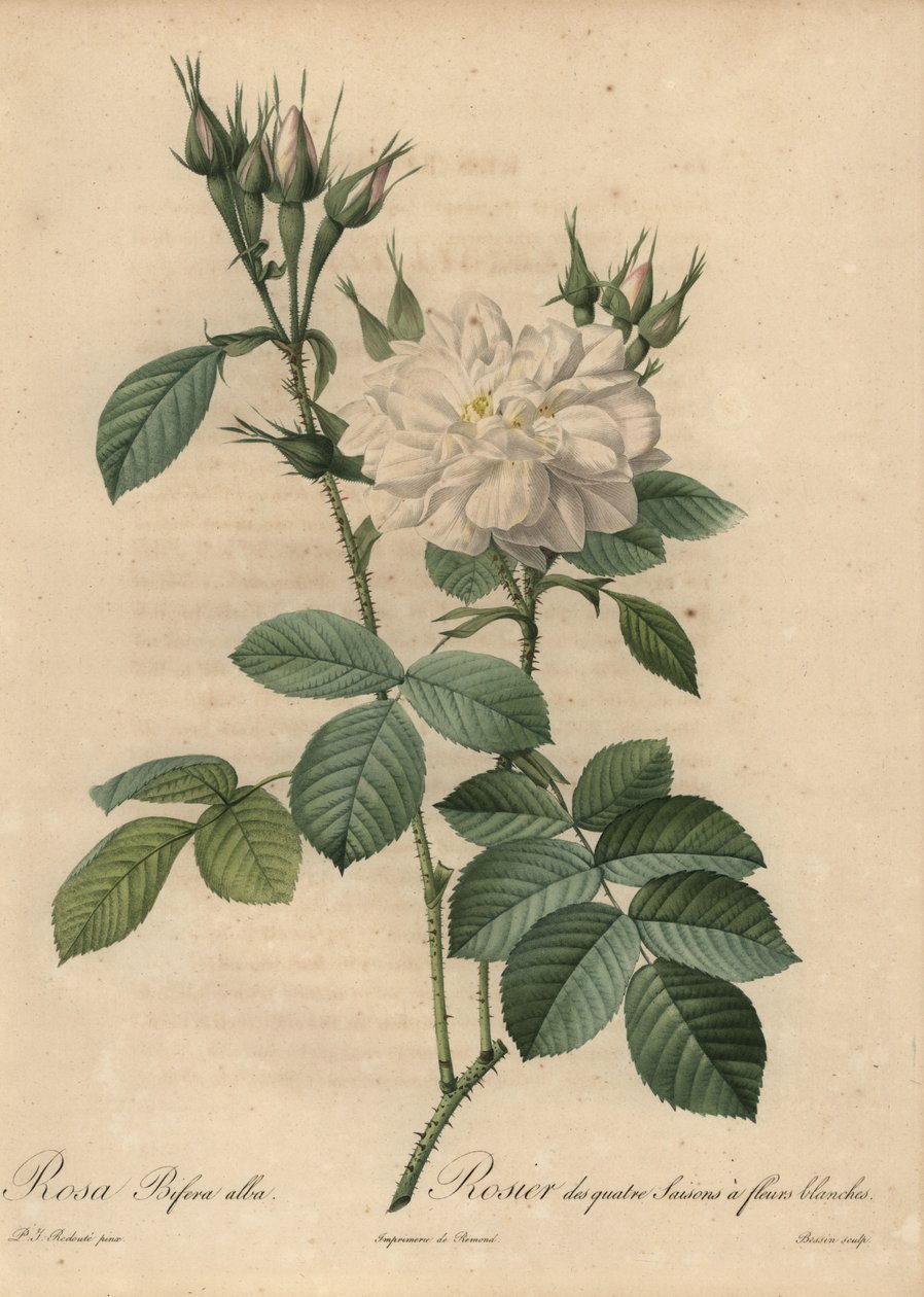 Weiße Rose, Rosa bifera alba von Pierre-Joseph Redouté