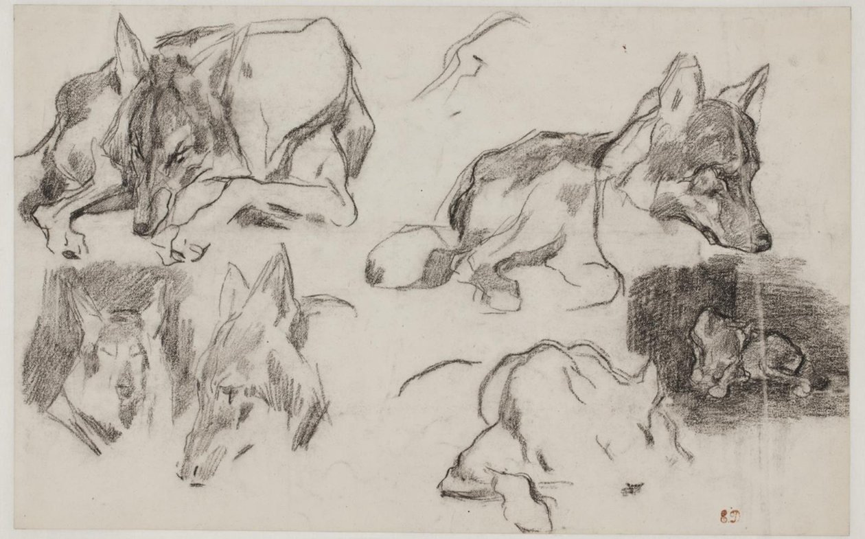 Studien nach marokkanischen Hunden von Pierre Andrieu