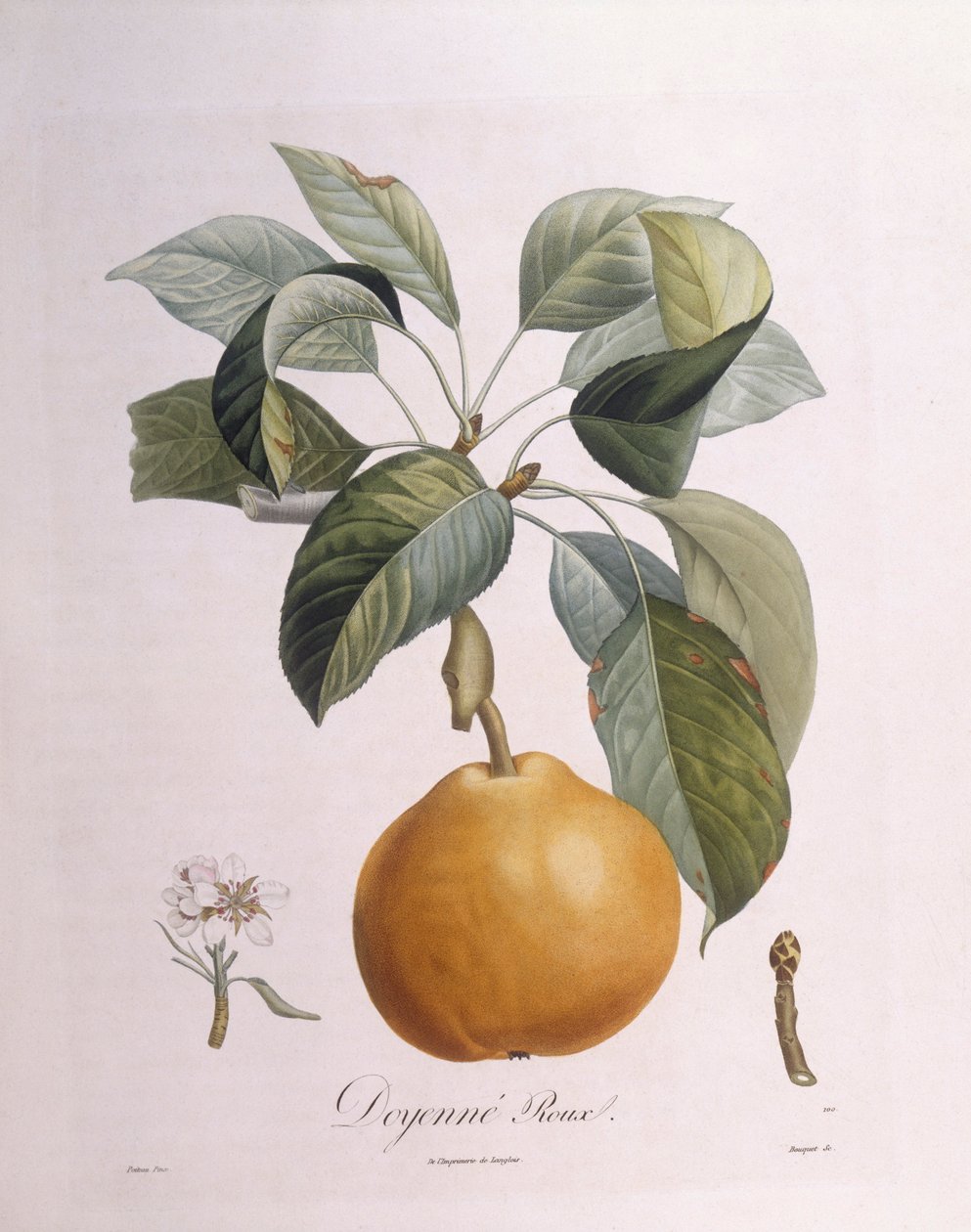 Birne "Doyenné roux" von Pierre Antoine (after) Poiteau