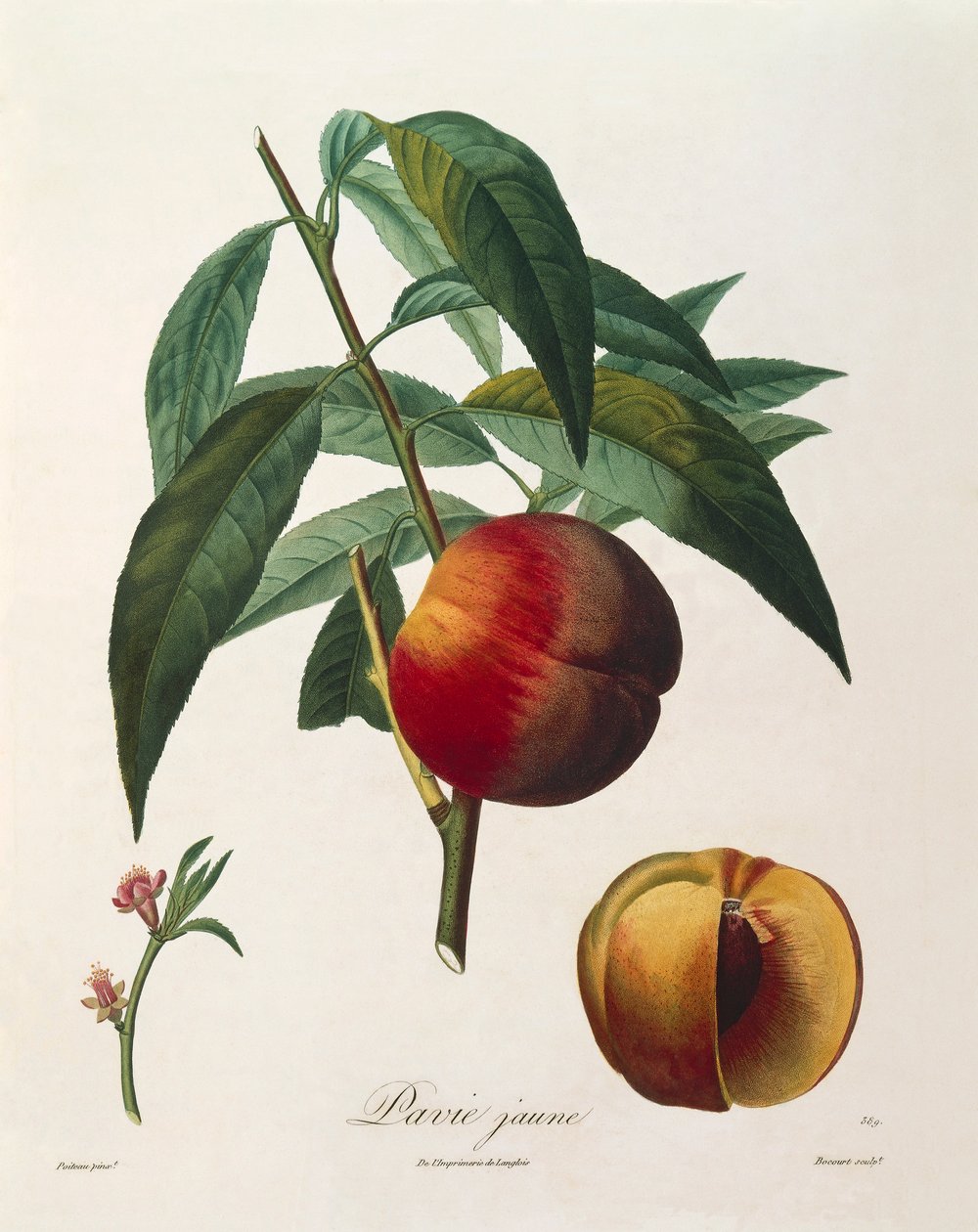 Gelber Pfirsich von Antoine Poiteau von Pierre Antoine (after) Poiteau