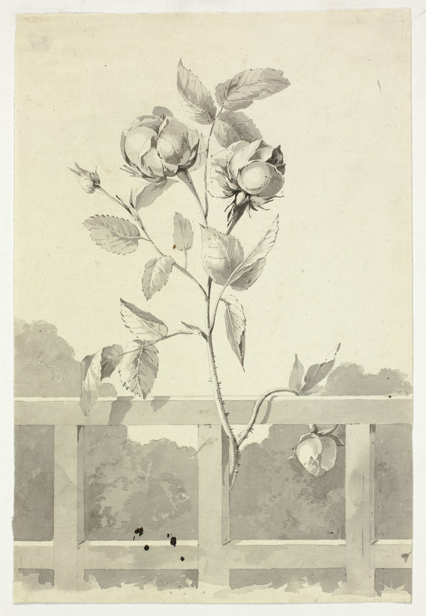 Rose von Pierre Antoine Mongin