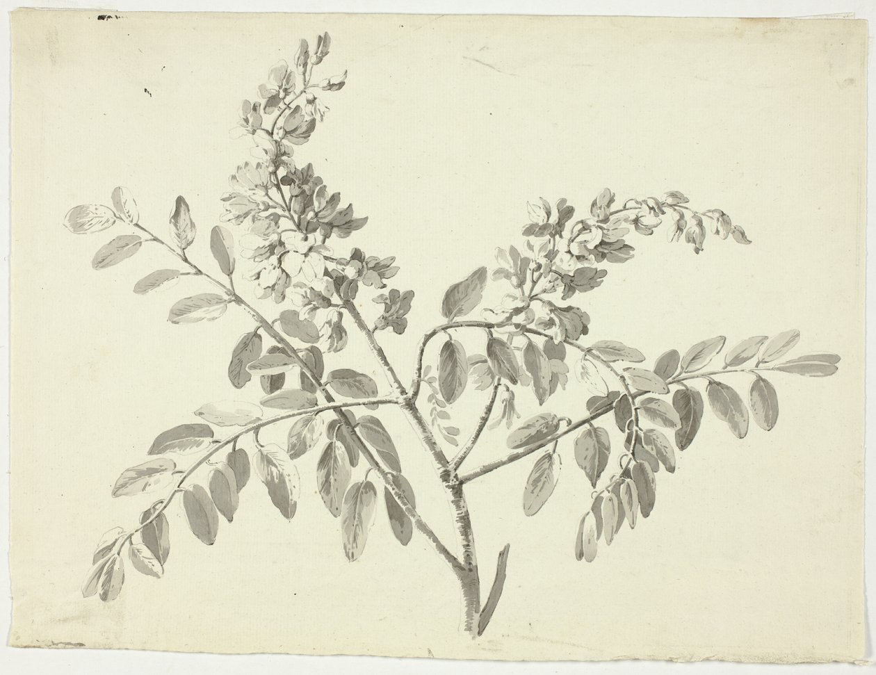 Der blühende Zweig von Pierre Antoine Mongin