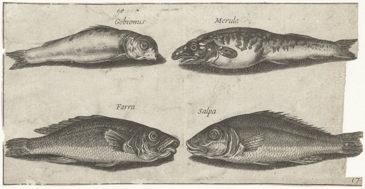 Grundel, Barsch, Wittling und ein anderer Fisch von Pierre Firens