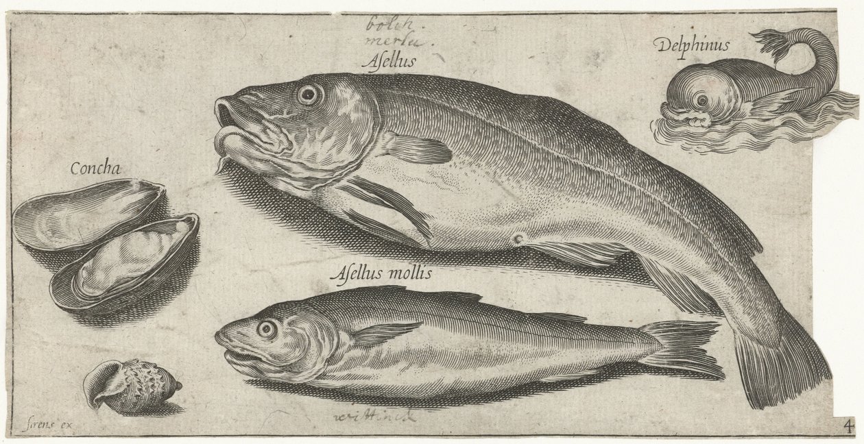 Kabeljau, Wittling, ein Delfin und Muscheln von Pierre Firens