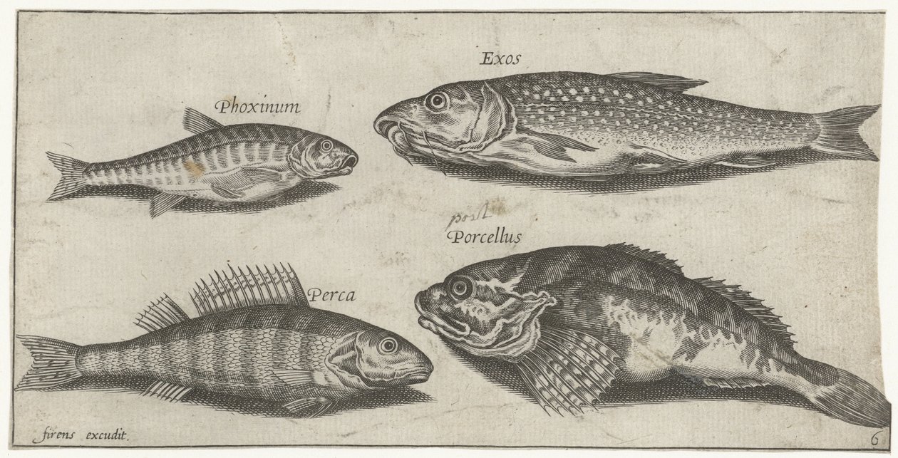 Karpfen, Elritze, Wels und ein Barsch von Pierre Firens