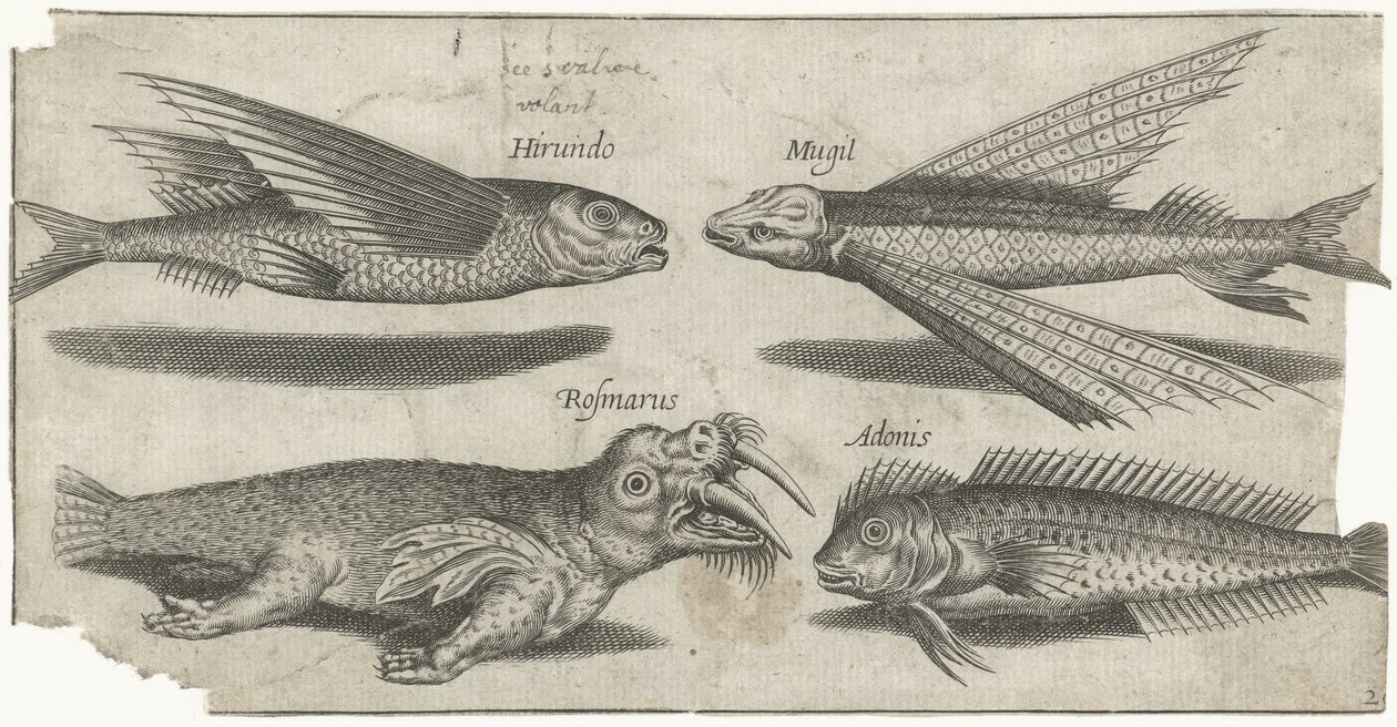 Fliegender Knurrhahn, Kliesche, Schleimfisch und ein Walross von Pierre Firens