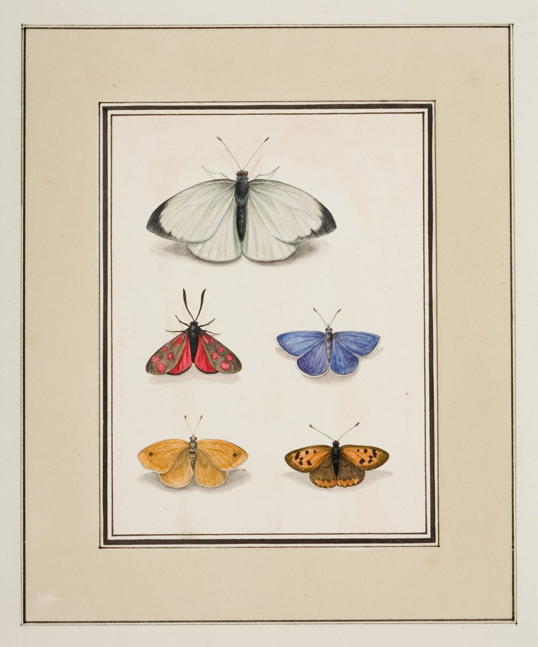 Schmetterlinge, ca. 1755-65 von Pierre Francois Ledoulx