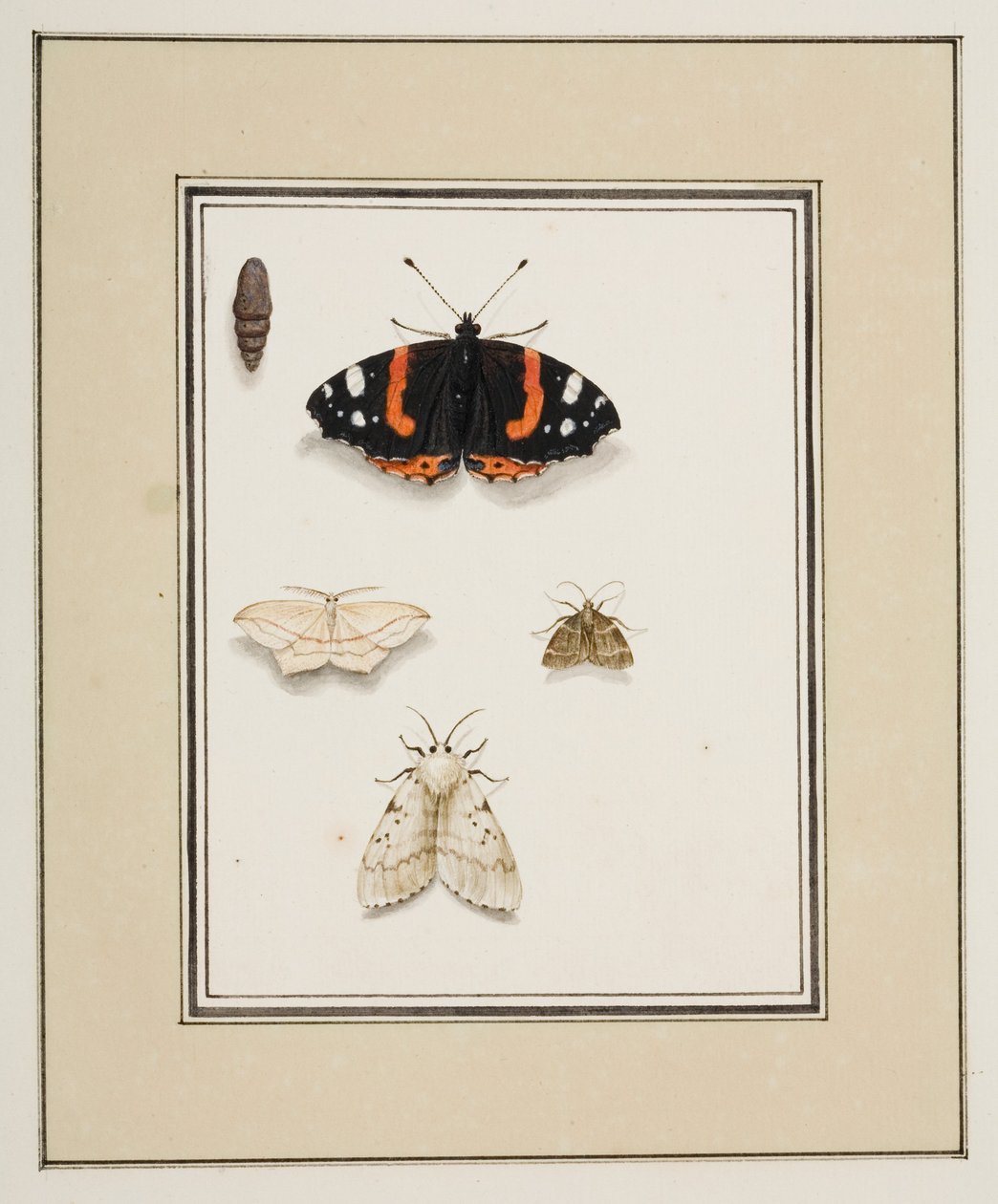 Schmetterlinge, ca. 1755-65 von Pierre Francois Ledoulx