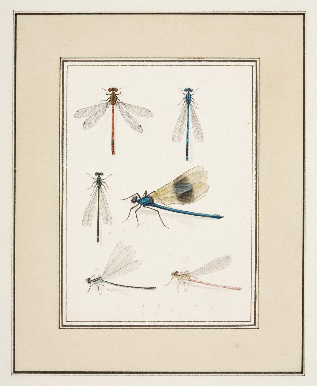 Libellen, ca. 1755-65 von Pierre Francois Ledoulx