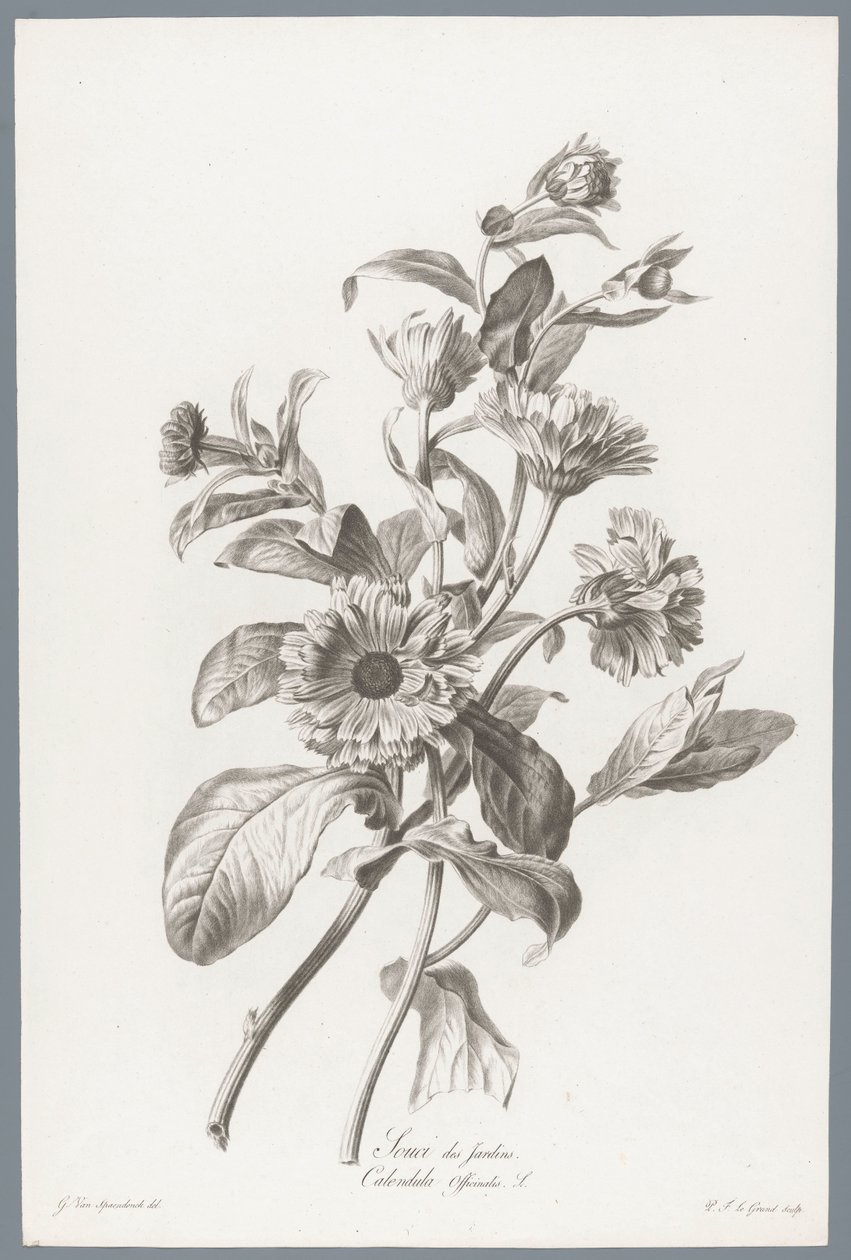 Ringelblume von Pierre François Legrand