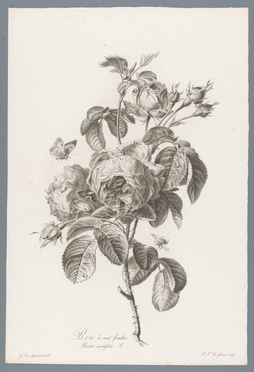 Hundertblättrige Rose von Pierre François Legrand
