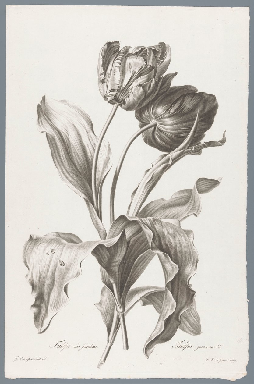Tulpe von Pierre François Legrand
