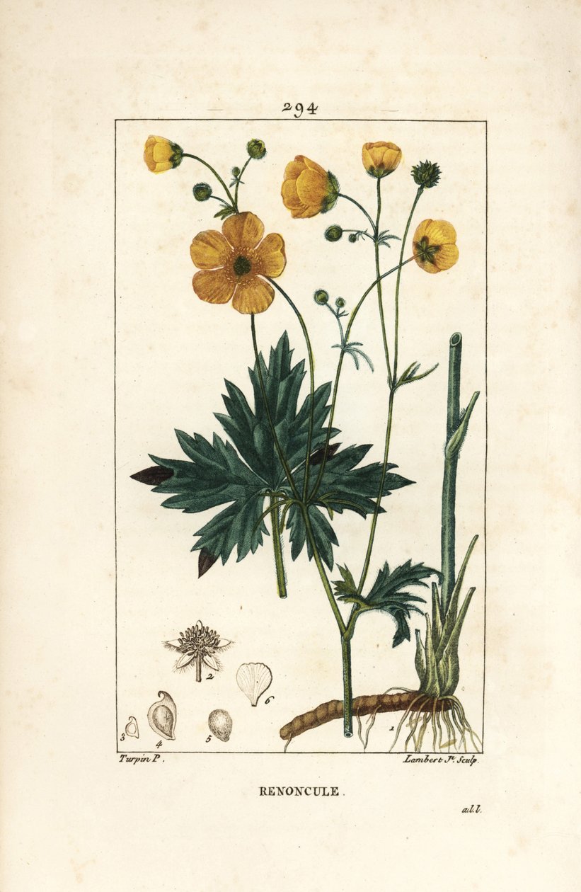 Hahnenfuß - Aufrechter Hahnenfuß, Ranunculus acris, mit Blume, Blatt, Stiel und Wurzel von Pierre Jean Francois Turpin