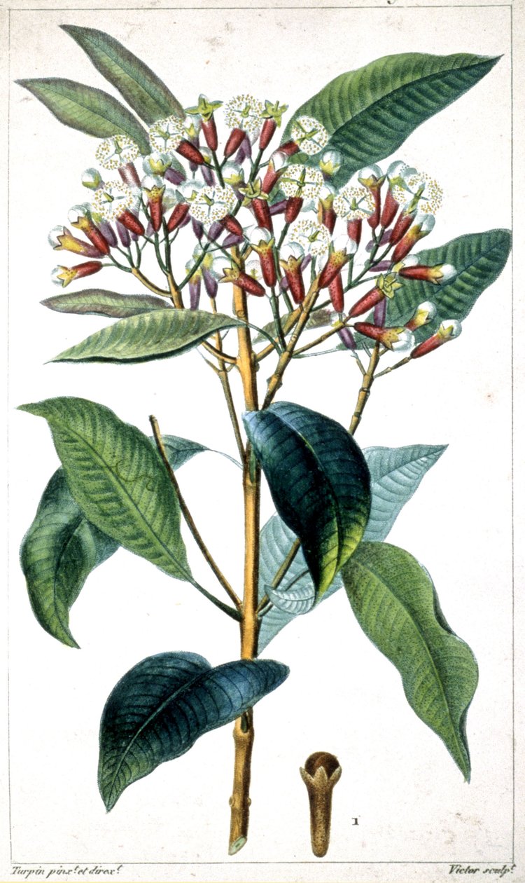 Gewürznelkenbaum und Gewürznelke, Mitte des 19. Jahrhunderts (Lithografie) von Pierre Jean Francois Turpin