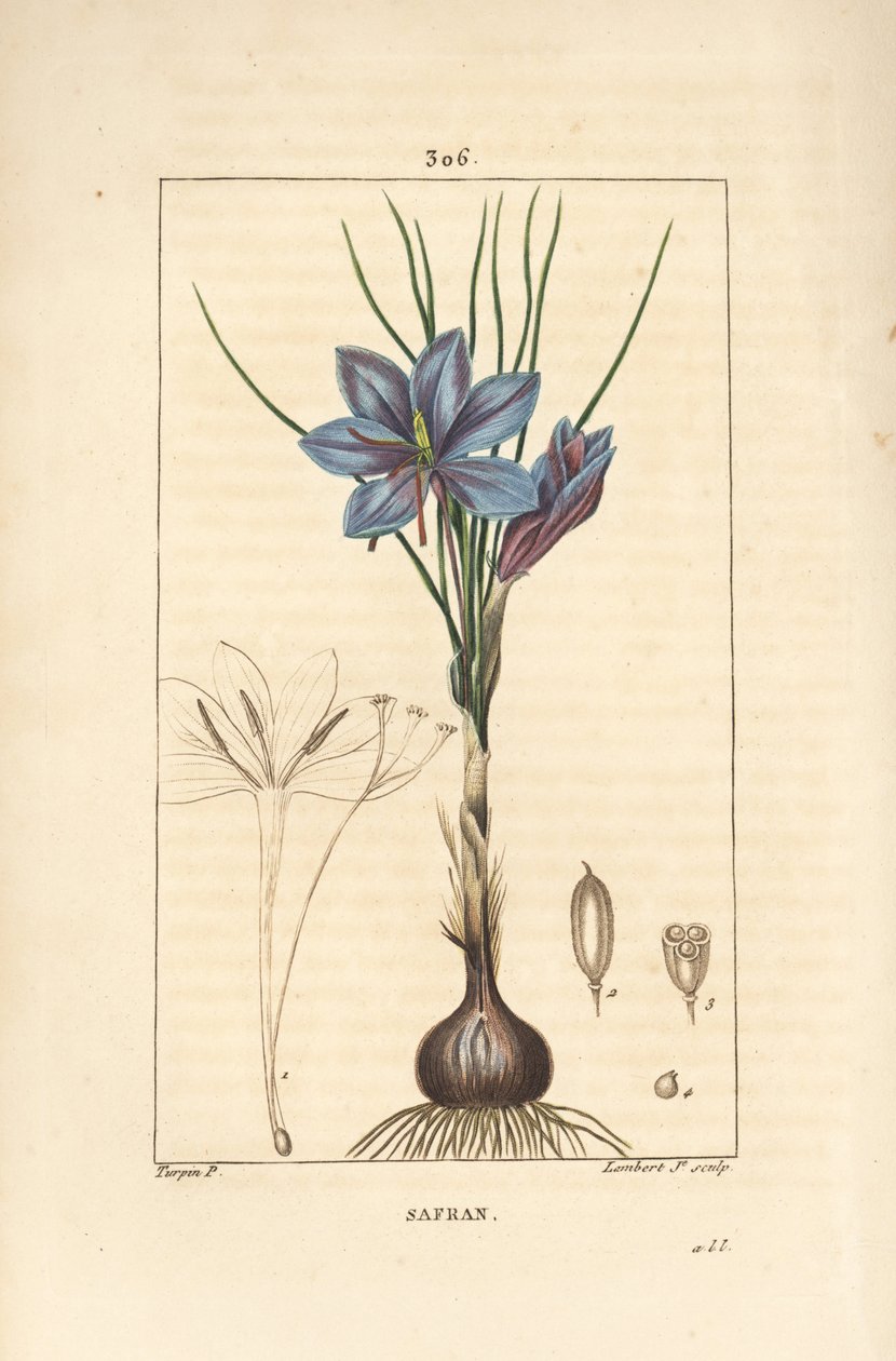 Krokus - Safrankrokus, Crocus sativus, zeigt Blume, Blatt, Stängel, Zwiebel und Stigma. Handkolorierter Kupferstich von Lambert Junior nach einer Zeichnung von Pierre Jean-Francois Turpin aus Chaumeton, Poiret und Chamberet