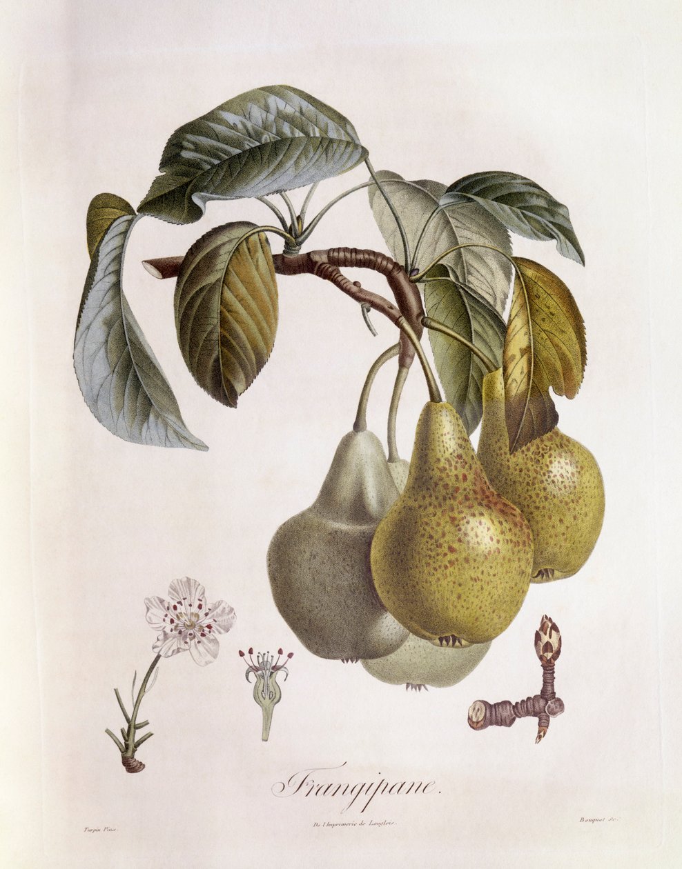 Frangipane (Plumeria) Früchte, botanische Tafel von Pierre Jean Francois Turpin von Pierre Jean Francois Turpin