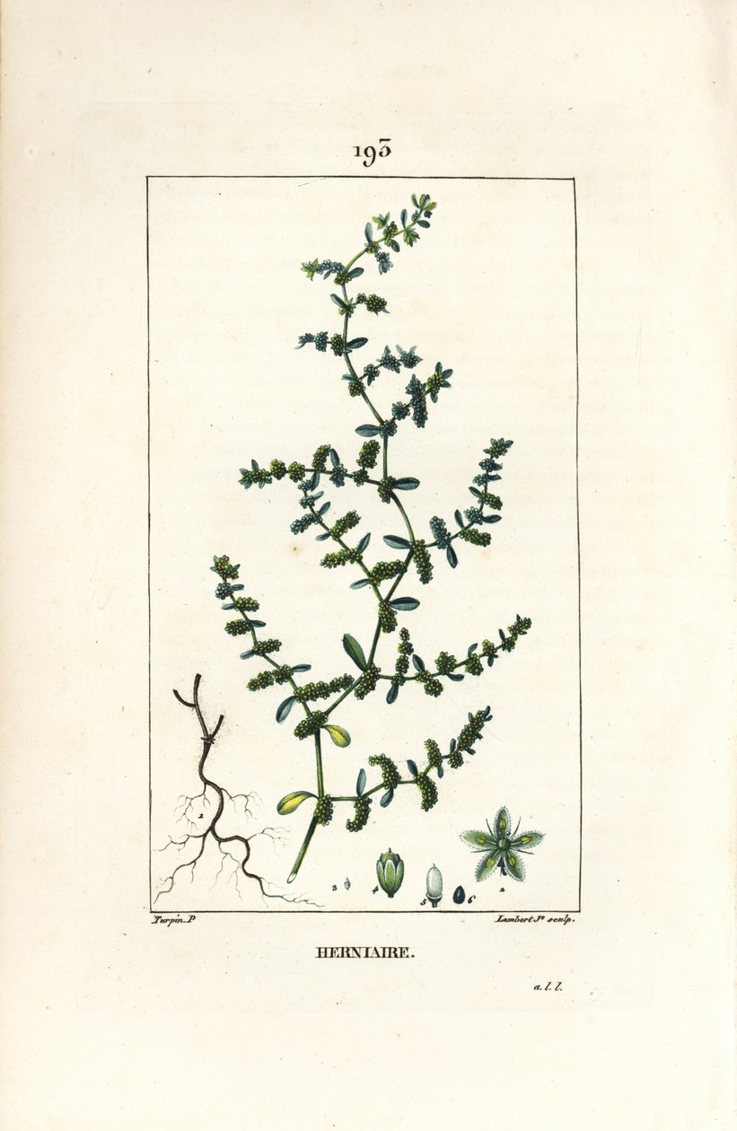Herniary glabrous oder Turquette - Bruchkraut, Herniaria glabra von Pierre Jean Francois Turpin