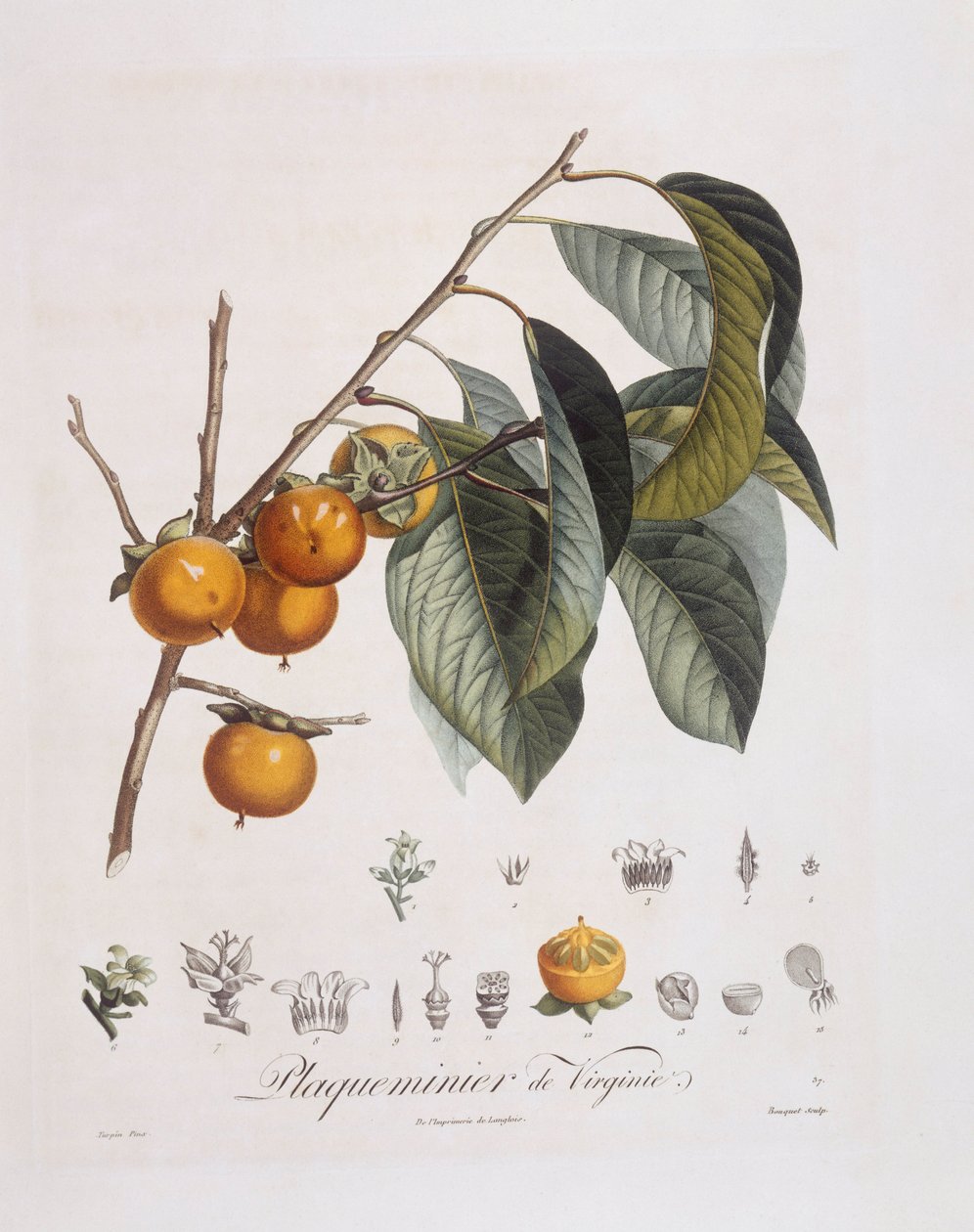 Japanische Persimone oder Kaki (Diospyros kaki), botanische Tafel von Pierre Jean Francois Turpin von Pierre Jean Francois Turpin