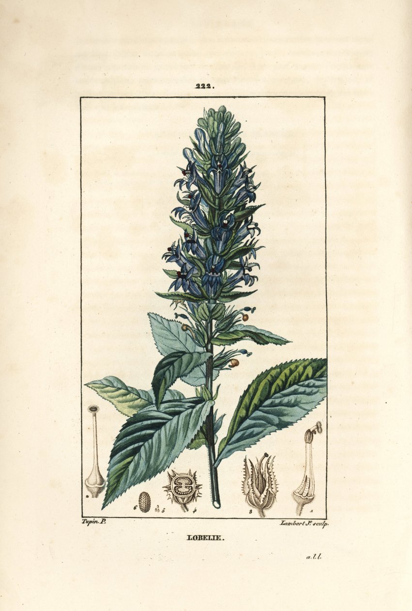 Große Lobelie von Pierre Jean Francois Turpin