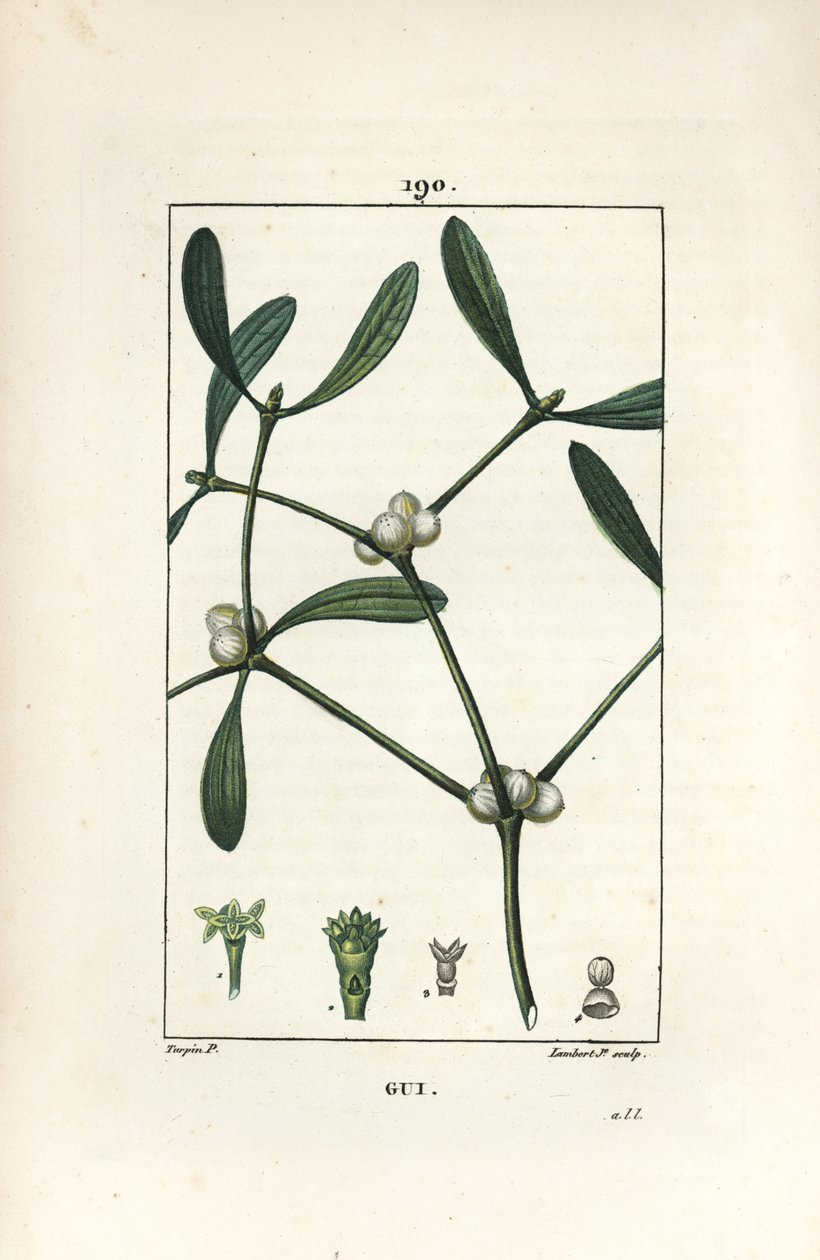 Laubmistel - Mistel, Viscum album von Pierre Jean Francois Turpin