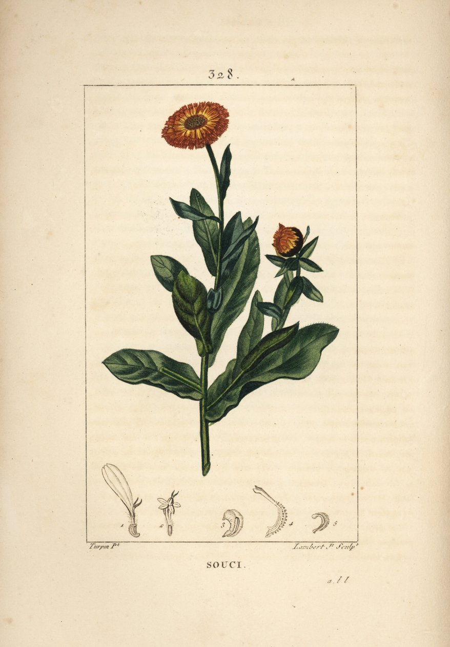 Ringelblume, Calendula officinalis, mit Blume, Blatt und Stängel. Handkolorierte Punktkupferstich von Lambert Junior nach einer Zeichnung von Pierre Jean-Francois Turpin aus Chaumeton, Poiret und Chamberet