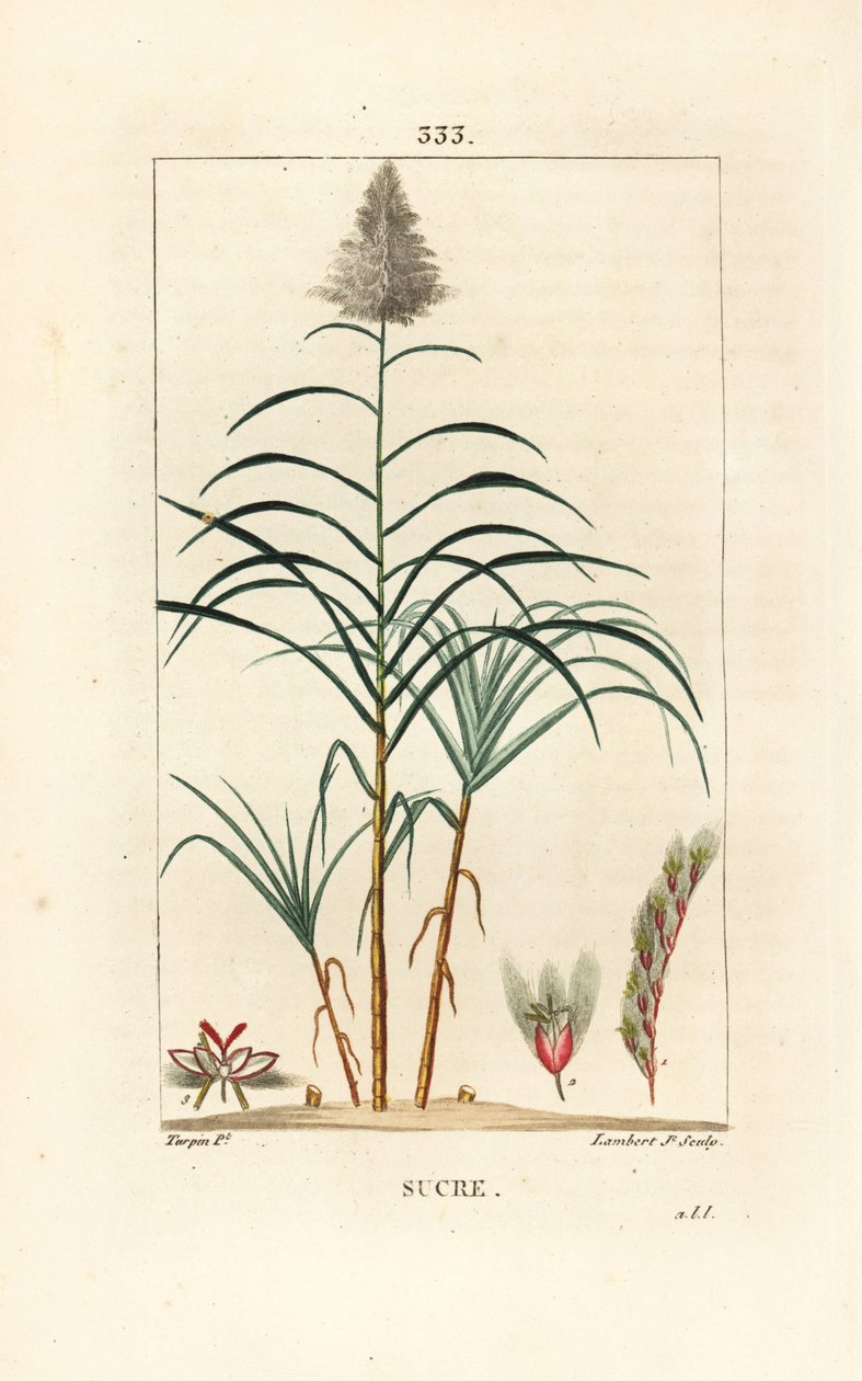Edles Zuckerrohr von Pierre Jean Francois Turpin