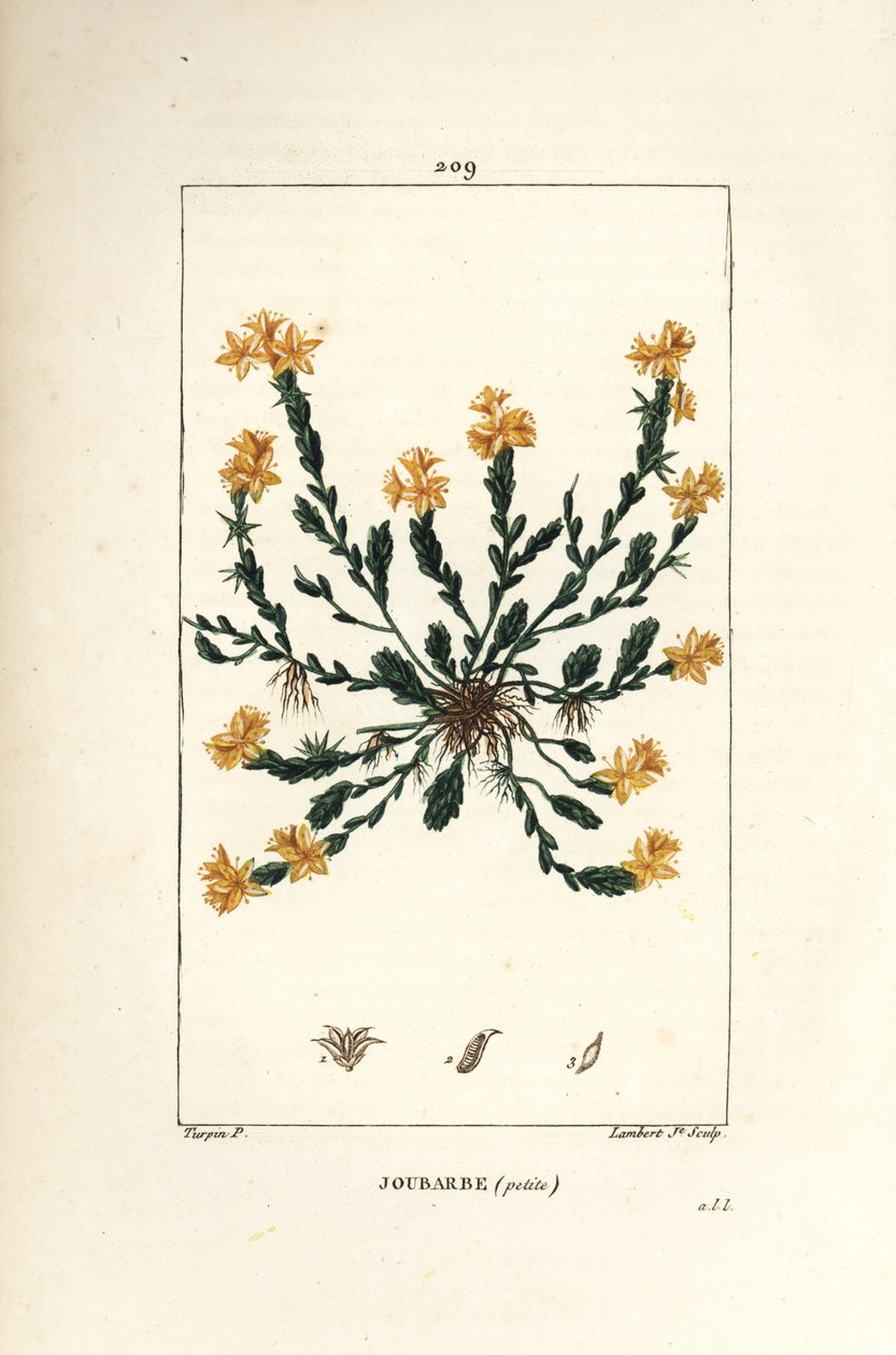 Scharfer Mauerpfeffer - Gold-Fetthenne, Sedum acre von Pierre Jean Francois Turpin
