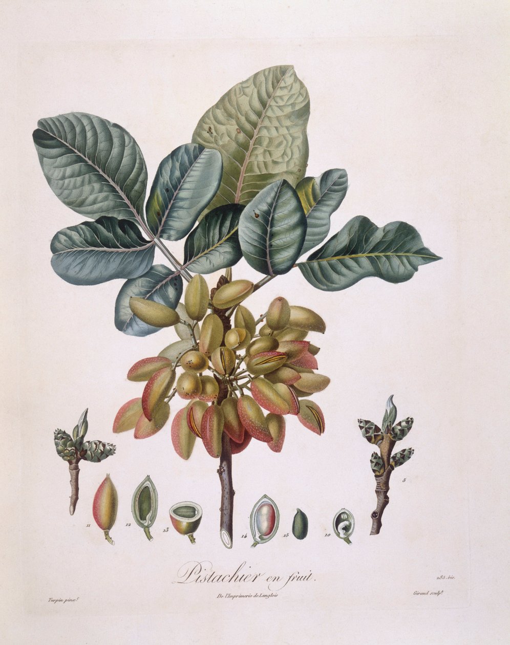 Pistazie (Pistacia vera), botanische Tafel von Pierre Jean Francois Turpin von Pierre Jean Francois Turpin