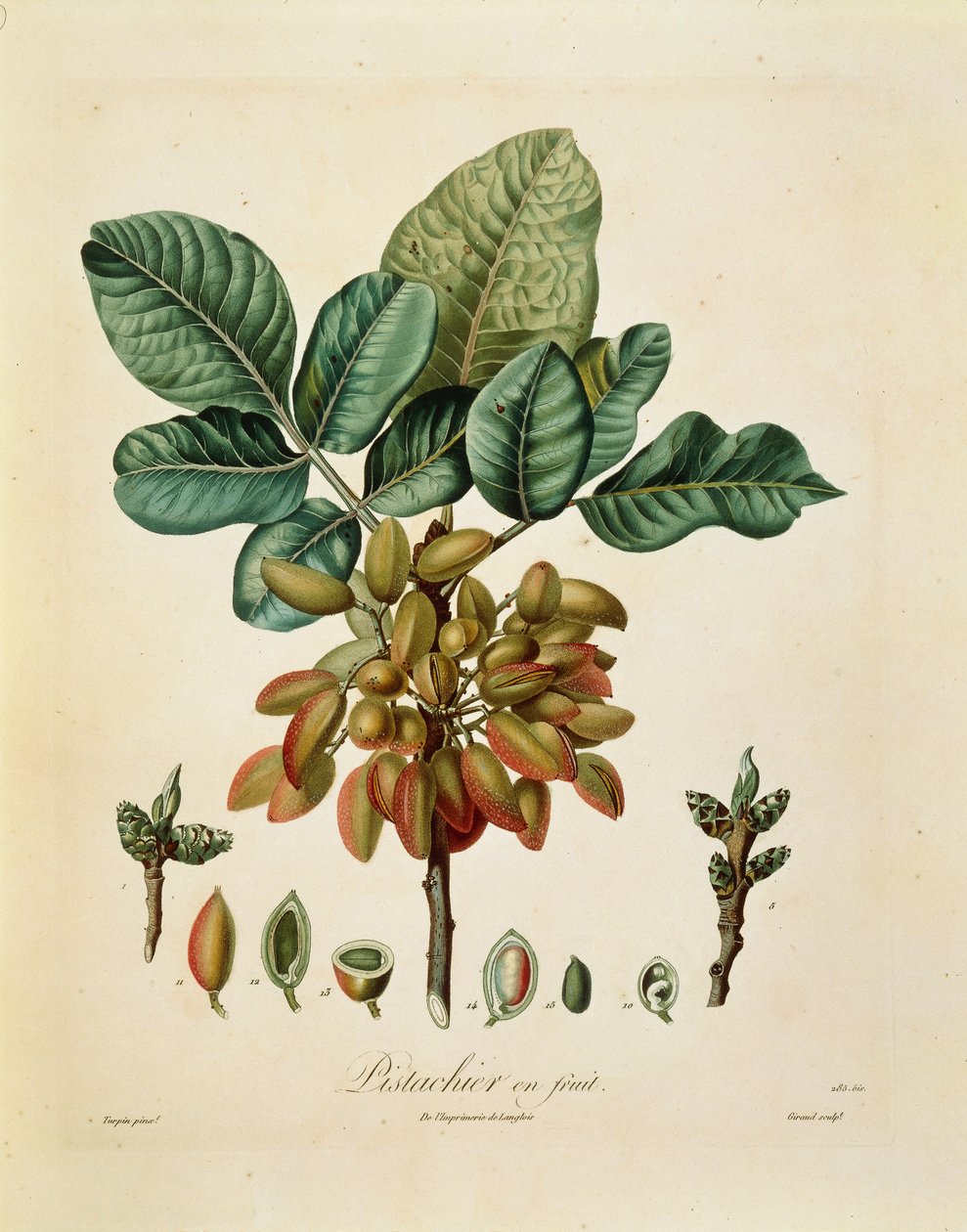Pistazie (Pistacia vera) von Francois Turpin von Pierre Jean Francois Turpin