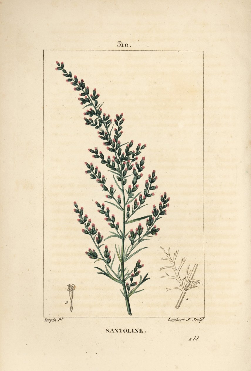 Beifußvarietät - Wurmsamen oder Tatarischer Beifuß, Artemisia santonicum. Handkolorierter Kupferstich von Lambert Junior nach einer Zeichnung von Pierre Jean-Francois Turpin aus Chaumeton, Poiret und Chamberet