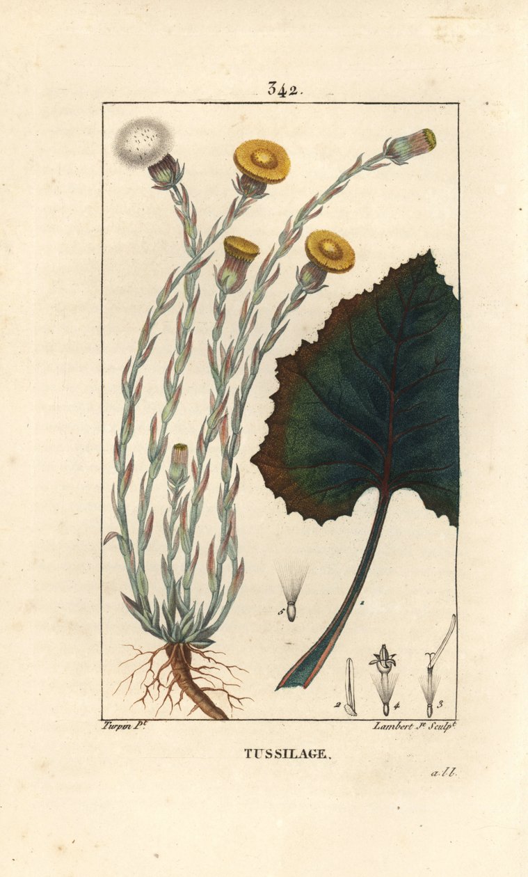 Huflattich - Tussilago farfara, mit Blume, Blatt, Stängel und Wurzel. Handkolorierter Kupferstich von Lambert Junior nach einer Zeichnung von Pierre Jean-Francois Turpin aus Chaumeton, Poiret und Chamberet