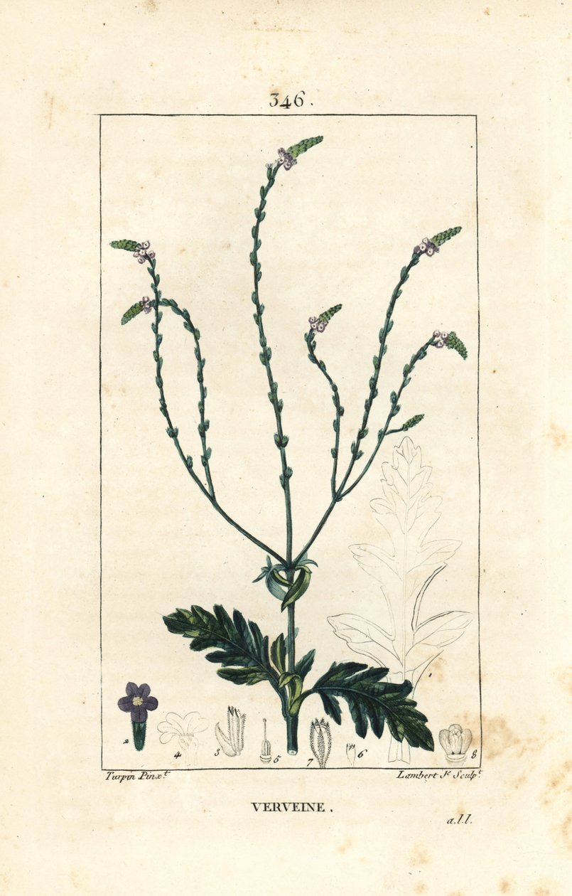 Eisenkraut oder Heiliges Kraut, Venusader oder Hexenkraut - Verbena officinalis. Handkolorierte Punktkupferstich von Lambert Junior nach einer Zeichnung von Pierre Jean-Francois Turpin aus Chaumeton, Poiret und Chamberet