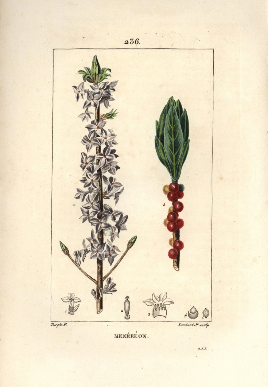Seidelbast, Daphne mezereum. Handkolorierter Kupferstich von Lambert Junior nach einer Zeichnung von Pierre Jean-Francois Turpin aus Chaumeton, Poiret und Chamberet