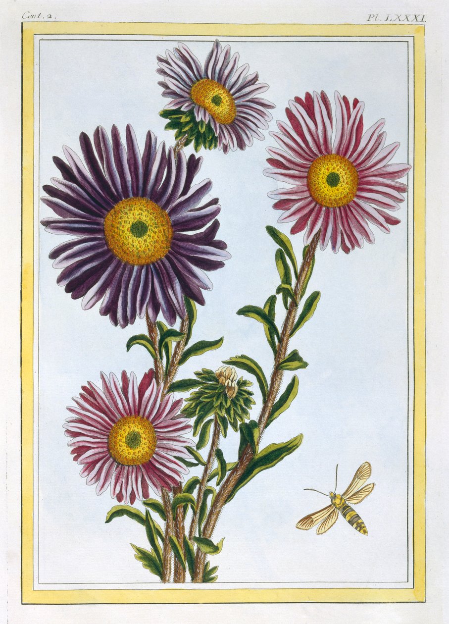 La Reine Marguerite Aster, veröffentlicht 1776 von Pierre Joseph Buchoz