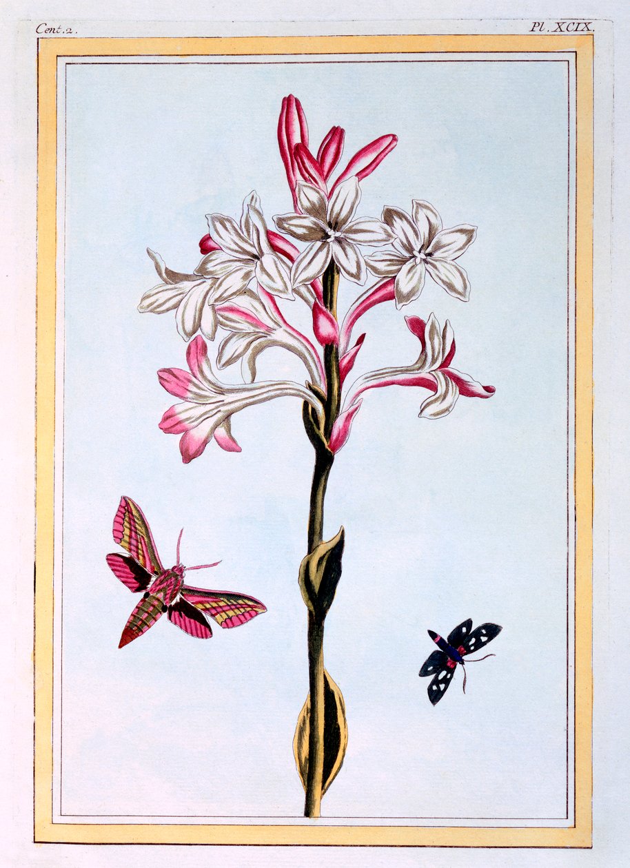 Die Tuberose, veröffentlicht 1776 von Pierre Joseph Buchoz