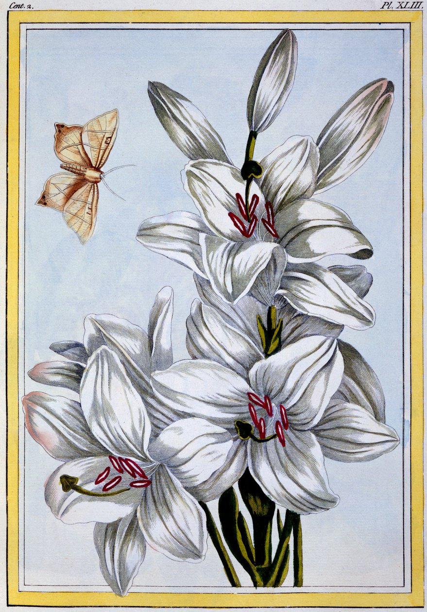 Die große weiße Lilie, veröffentlicht 1776 von Pierre Joseph Buchoz