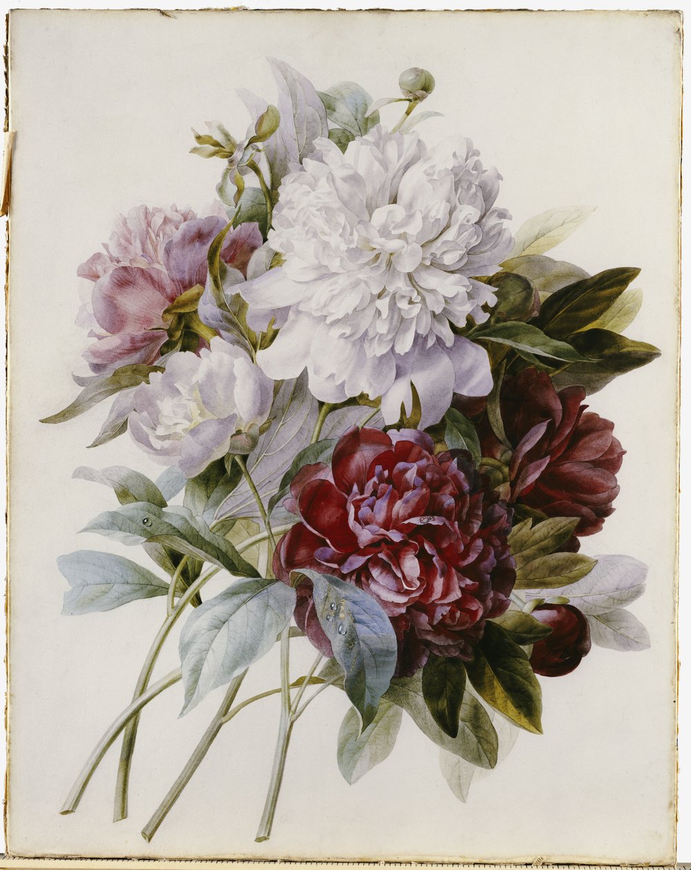 Ein Strauß roter, rosa und weißer Pfingstrosen von Pierre Joseph Redouté