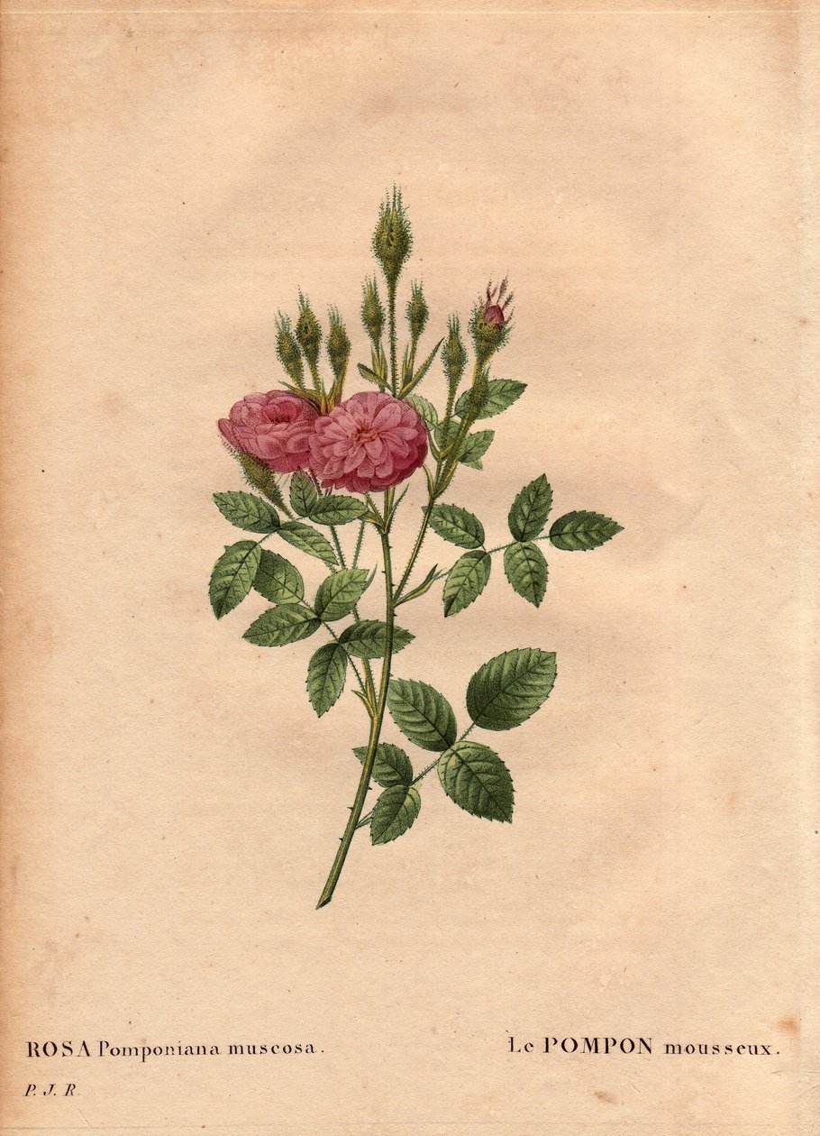 Botanische Tafel, Blume, Rosenvarietät: Die funkelnde Pompon-Rose. In 