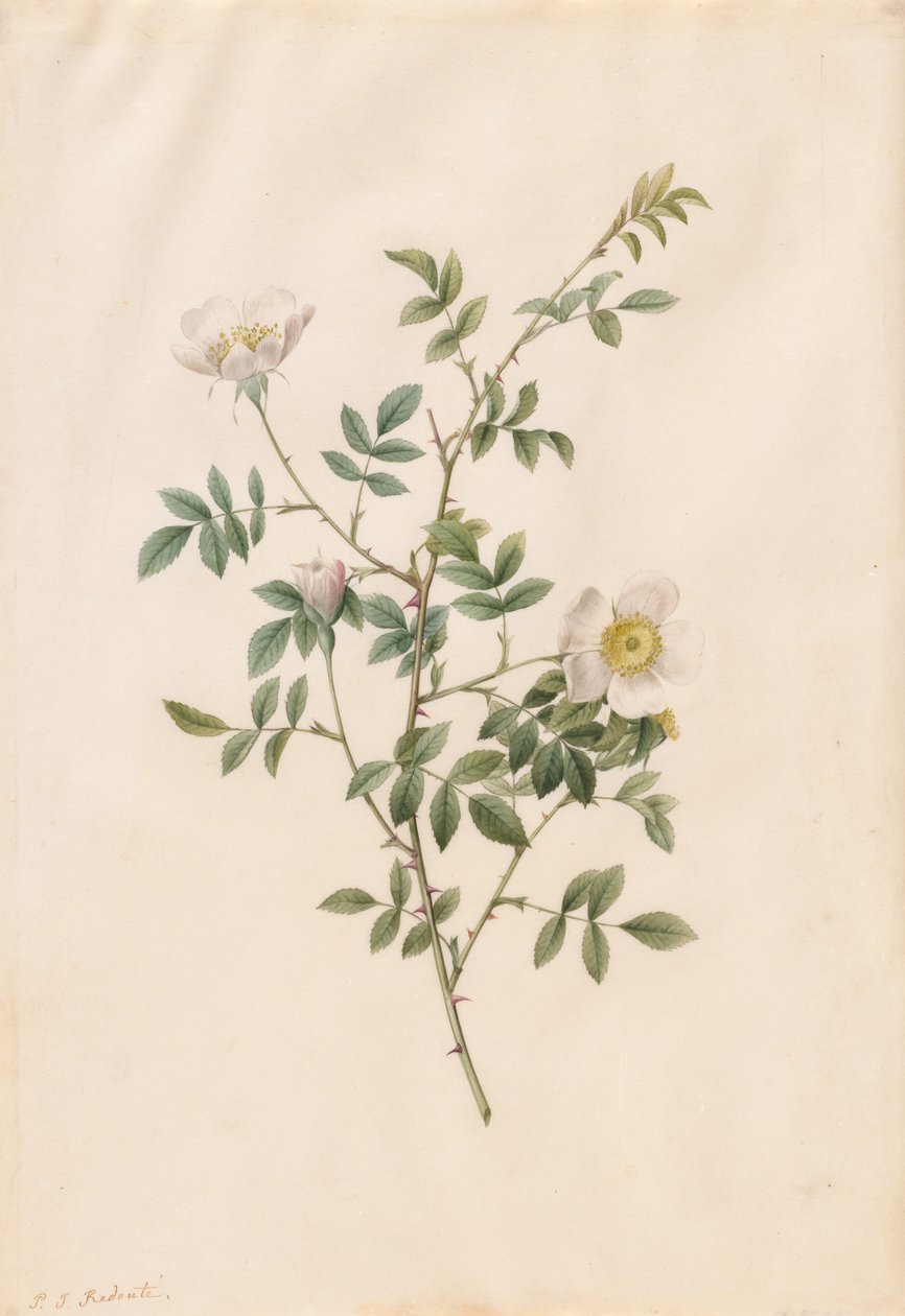 Heckenrose oder Hundsrose (Rosa Sepium Rosea) von Pierre Joseph Redouté