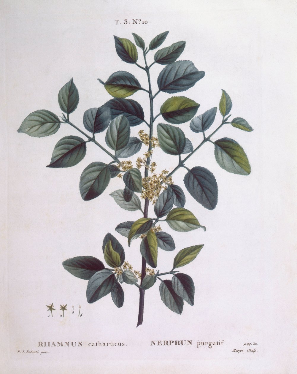 Faulbaum (Rhamnus catharticus), Henry Louis Duhamel du Monceau, botanische Tafel von Pierre Joseph Redouté von Pierre Joseph Redouté