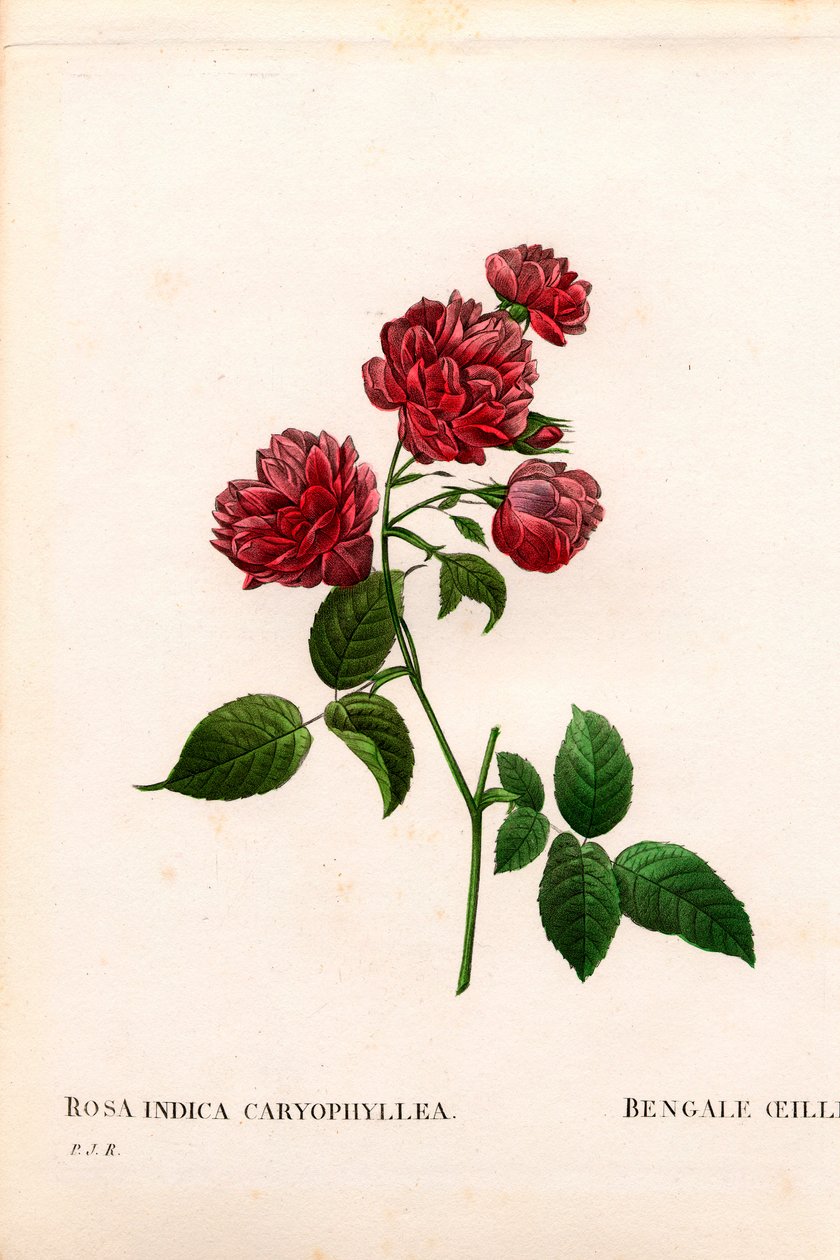 Nelkenchinarose, Rosa chinensis. Handkolorierter Kupferstich aus Pierre Joseph Redoutés „Les Roses“ von Pierre Joseph Redouté