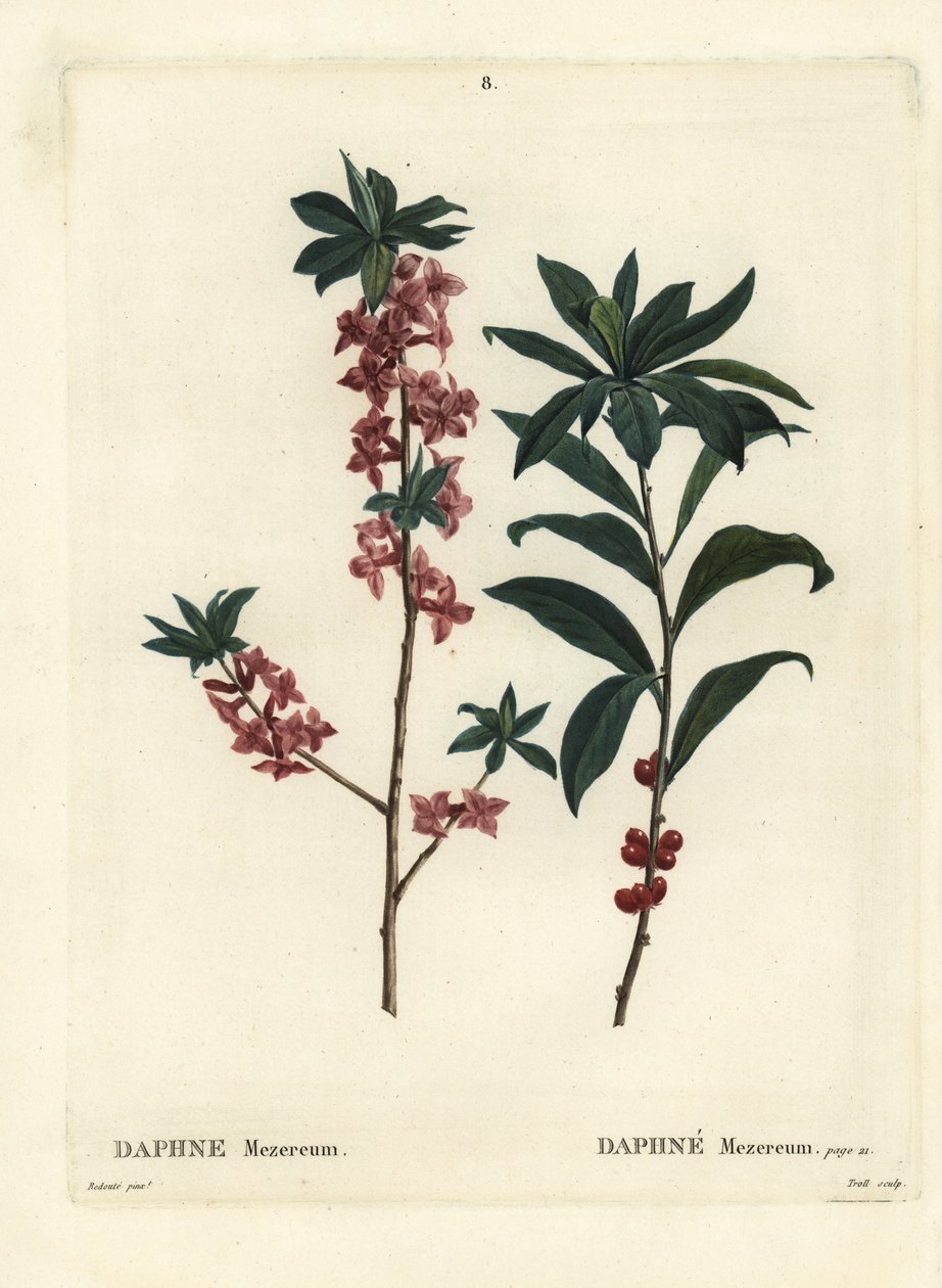 Daphne oder Seidelbast, Daphne mezereum von Pierre Joseph Redouté