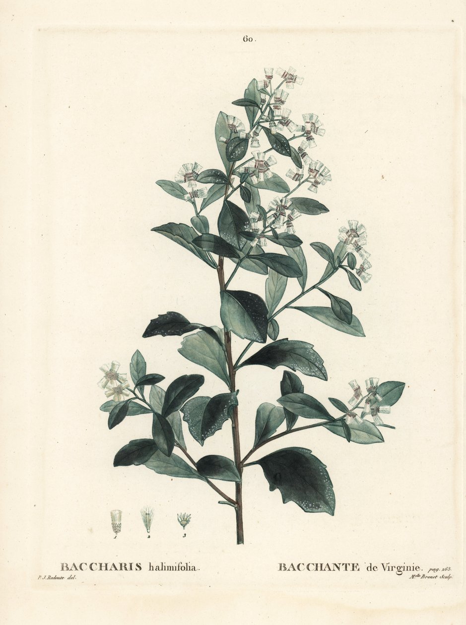 Östliche Baccharis, Baccharis halimifolia. Handkolorierter Stich von Miss Brenet nach einer Illustration von Pierre-Joseph Redouté aus Henri Louis Duhamel du Moncels „Traité des Arbres et Arbustes“, Paris von Pierre Joseph Redouté