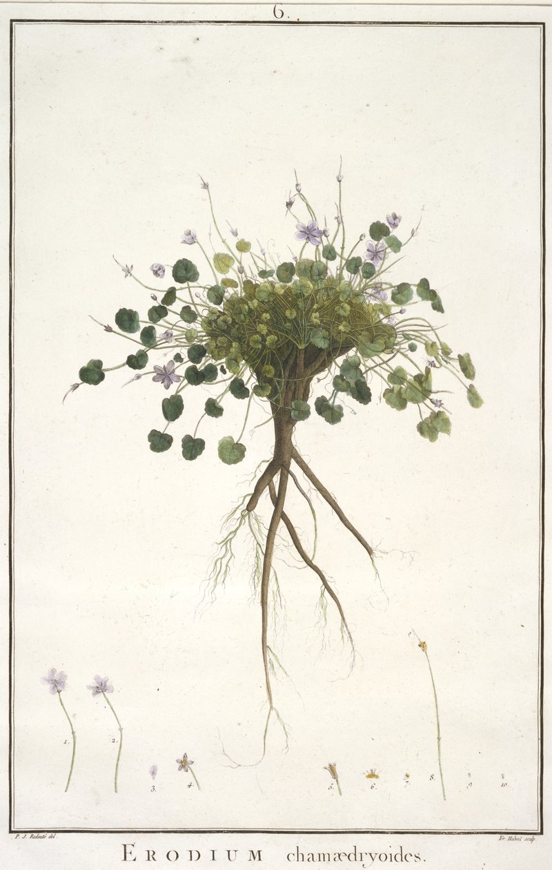 Erodium chamaedryoides, aus Geraniologia, seu Erodii, Pelargonii, Monsoniae et Grieli historia iconibus illustrata, 1787-88 von Pierre Joseph Redouté