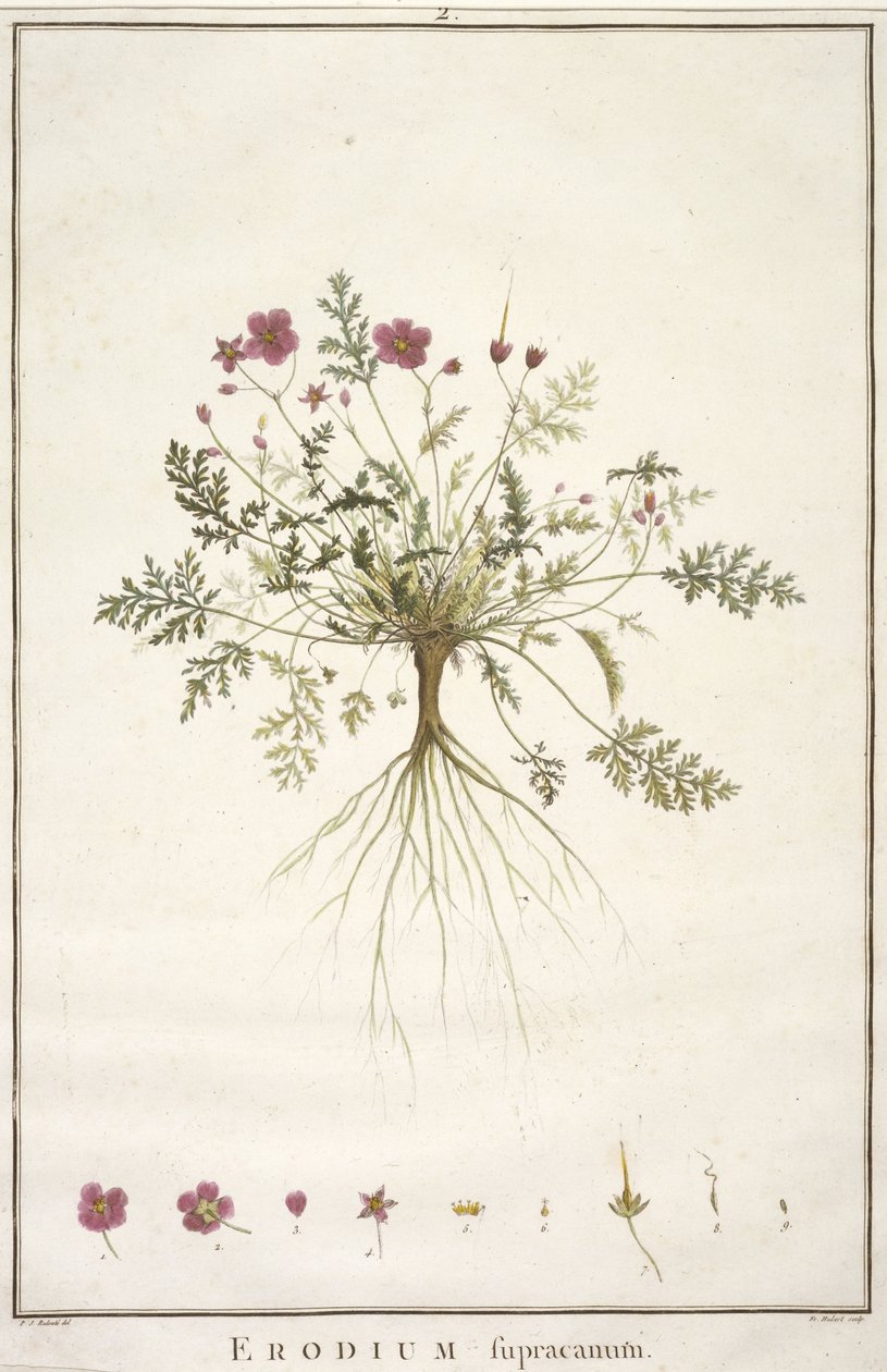 Erodium supracanum, aus Geraniologia, seu Erodii, Pelargonii, Monsoniae et Grieli historia iconibus illustrata, 1787-88 von Pierre Joseph Redouté