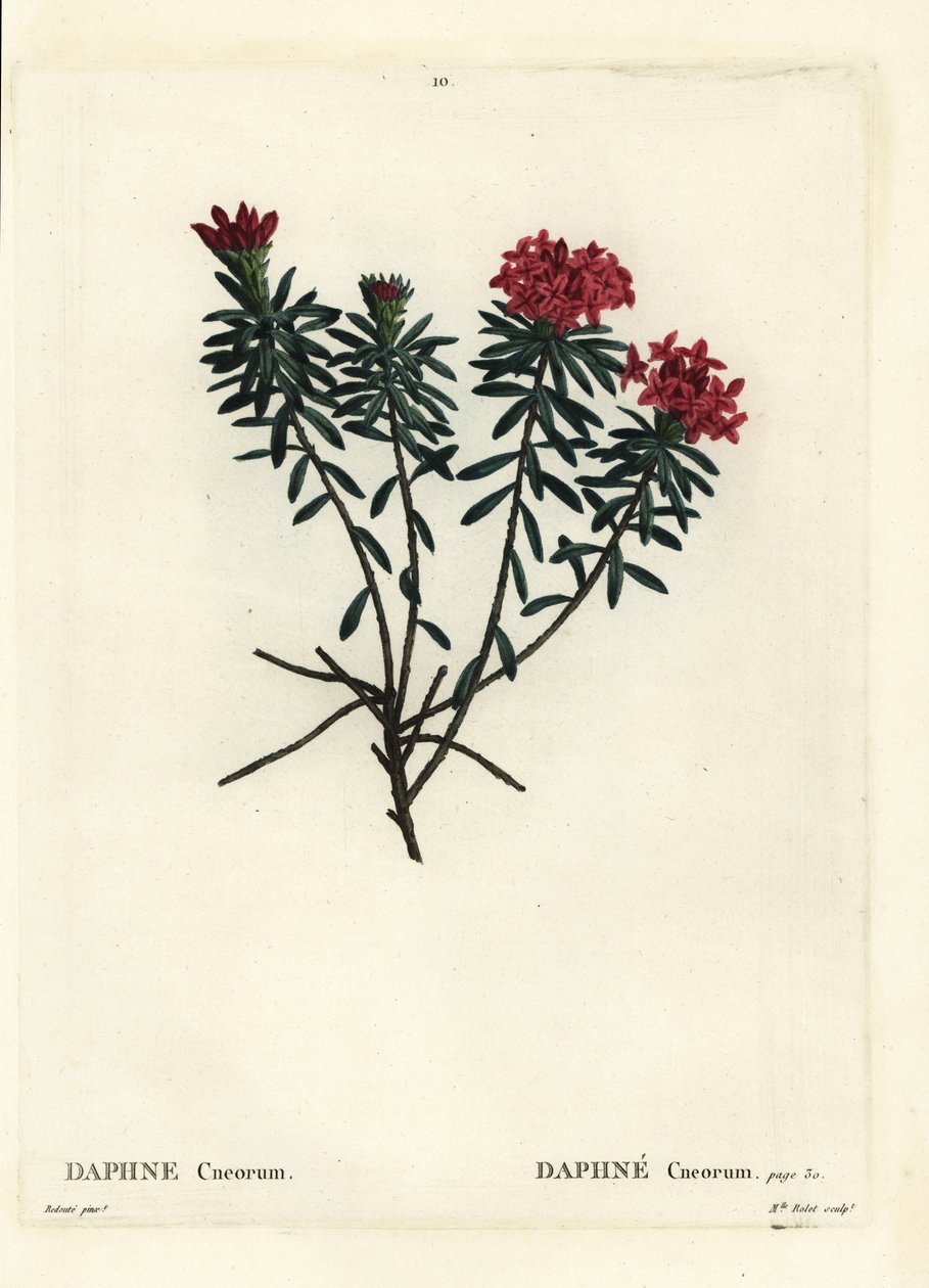 Girlandenblume Rosengold-Daphne, Daphne cneorum. Handkolorierte Punktstichgravur von Miss Rolet nach einer Illustration von Pierre-Joseph Redouté aus Henri Louis Duhamel du Moncels „Traité des Arbres et Arbustes“, Paris von Pierre Joseph Redouté