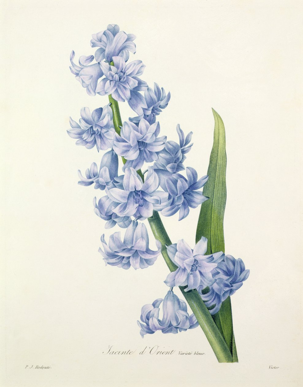 Hyacinthus orientalis (gewöhnliche Hyazinthe), graviert von Victor, aus 