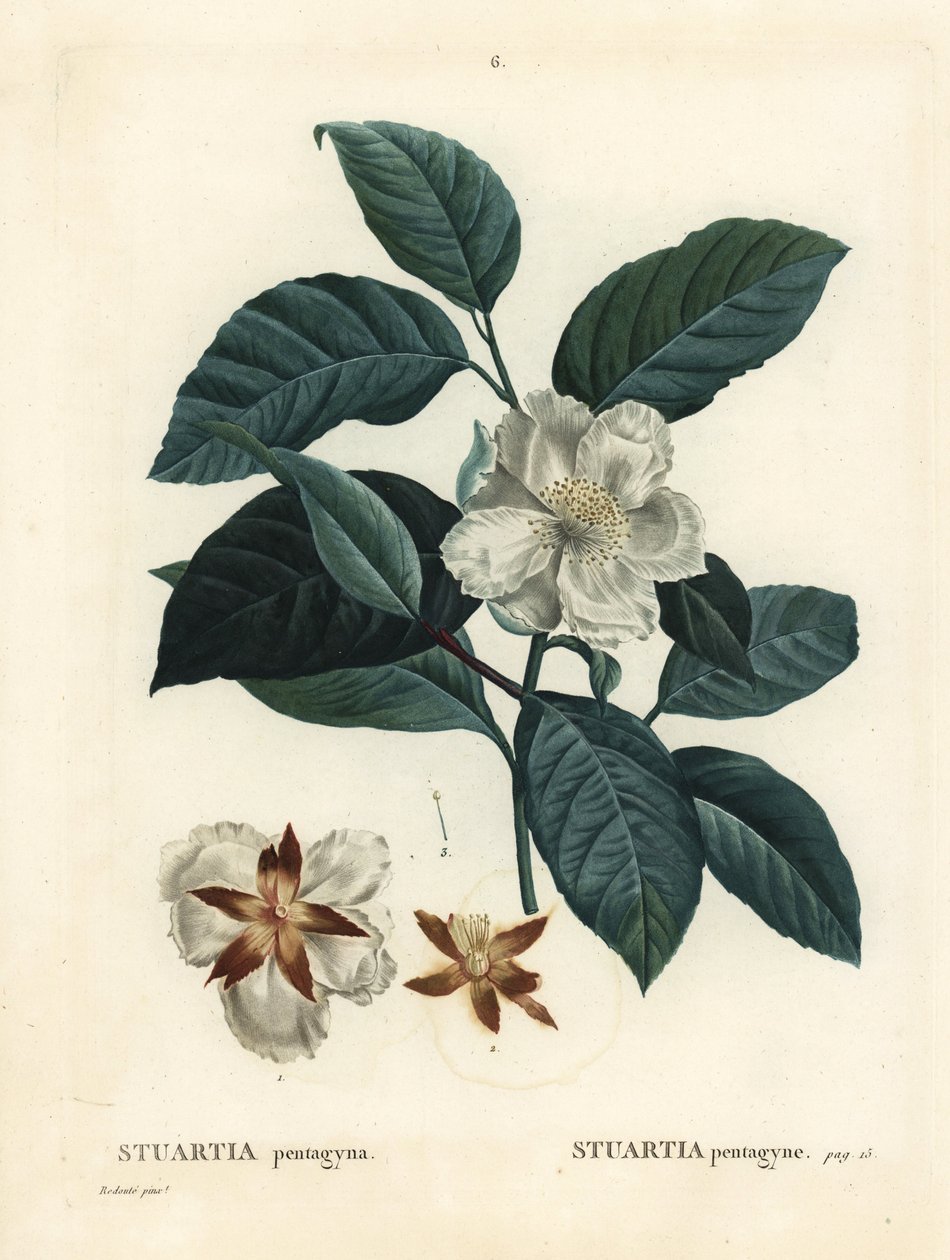 Malachodendron pentagynum (Stewartia pentagyna) von Pierre Joseph Redouté