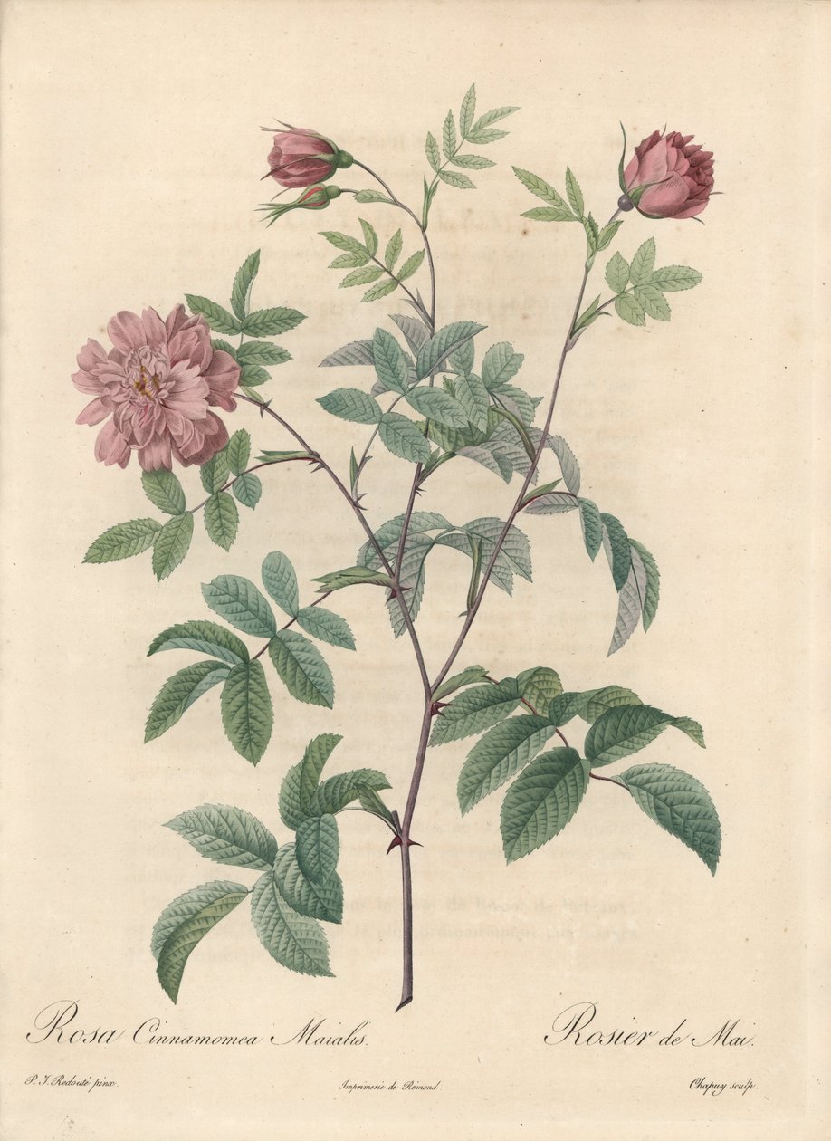 Mairose oder Zimtrose - Radierung von Chapuy, nach einer Illustration von Pierre Joseph Redoute von Pierre Joseph Redouté