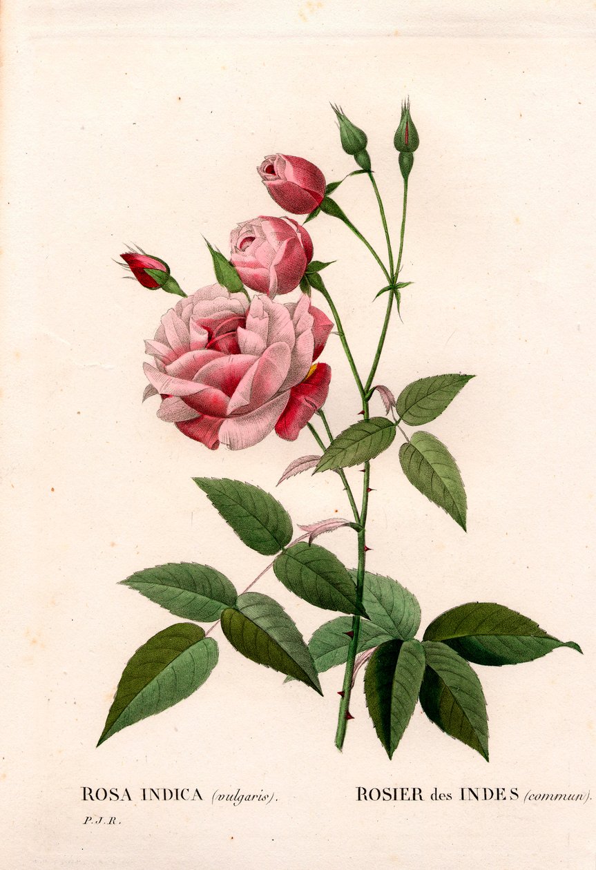 Alte Blush-Rose, Rosa chinensis. Handkolorierter Kupferstich aus Pierre Joseph Redoutés „Les Roses“ von Pierre Joseph Redouté